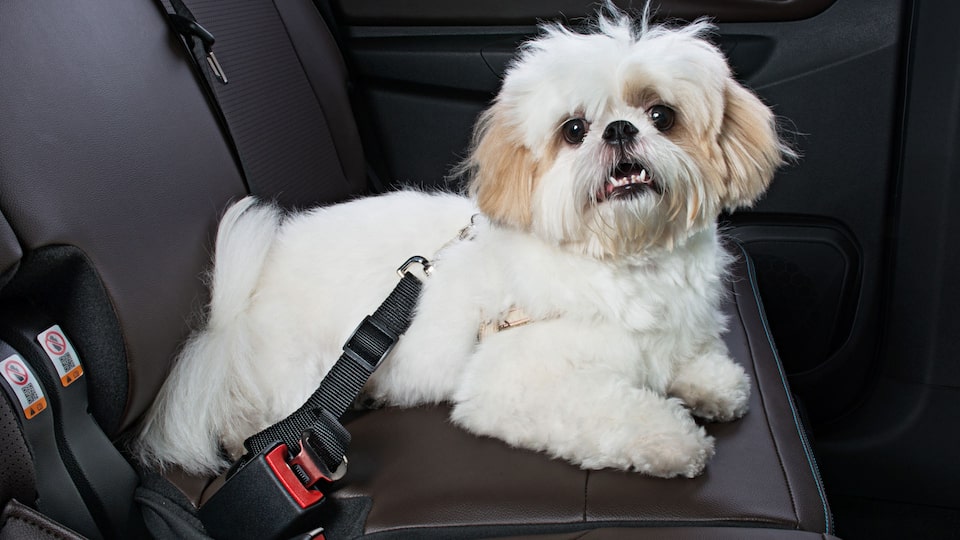 Extensor de cinturón de seguridad para mascotas para Chevrolet S10